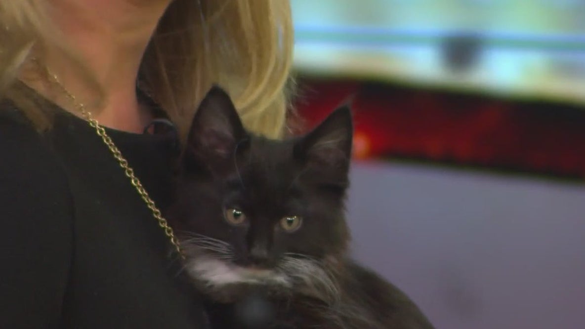 Kitten season upon us; what you can do to help